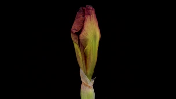 Tijdsverloop Van Groeiende Blauwe Irisbloem Lente Bloem Iris Bloeien Zwarte — Stockvideo