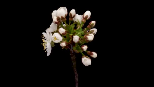 Time Lapse White Flowers Cherry Blossom Spring Flower Cherry Blooming — Stock Video