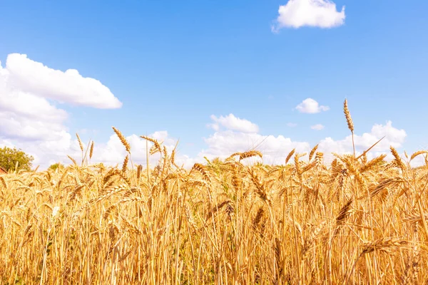 Gold Wheat Field Blue Sky Crops Field Selective Focus — Stockfoto