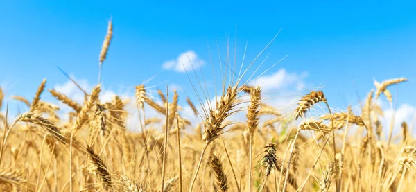 Gold Wheat Field Blue Sky Crops Field Selective Focus — Stockfoto