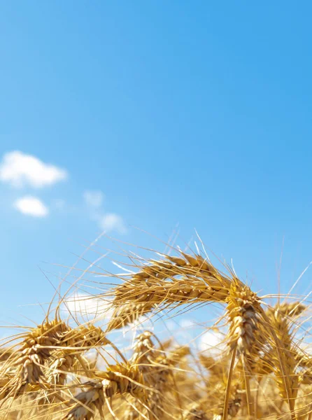 Gold Wheat Field Blue Sky Crops Field Selective Focus — Fotografia de Stock