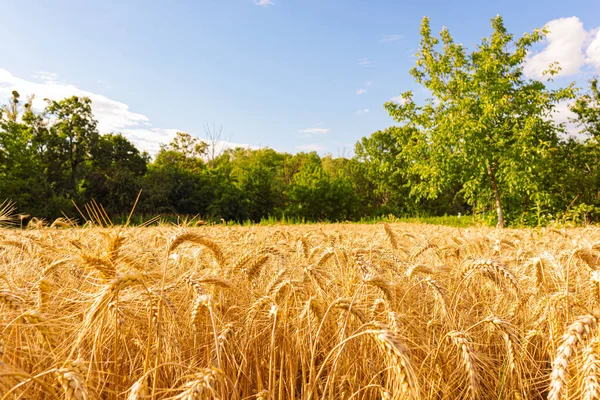 Χρυσός Αγρός Και Γαλανός Ουρανός Καλλιέργειες Επιλεκτική Εστίαση — Φωτογραφία Αρχείου
