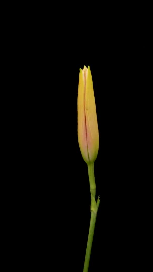 Beautiful Flowers Day Lily Opening Blooming Lily Flowers Black Background — Video Stock