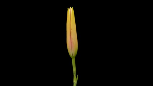 Прекрасні Квіти День Відкриття Лілії Квітучі Квіти Лілії Чорному Тлі — стокове відео