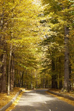 Sonbahar ormanından geçen dolambaçlı bir yol. Boş orman yolu, sonbahar yapraklarıyla dolu.