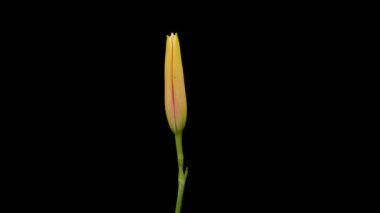 Beautiful flowers day lily opening. Blooming of lily flowers on black background. Timelapse