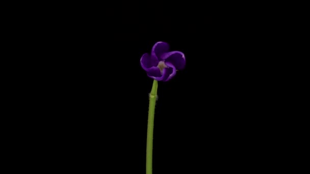 Time Lapse Growing Vinca Minor Periwinkle Violet Vinca Flowers Blooming — Vídeo de Stock