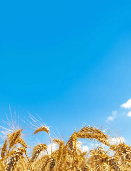 Χρυσός Αγρός Και Γαλανός Ουρανός Καλλιέργειες Επιλεκτική Εστίαση — Φωτογραφία Αρχείου