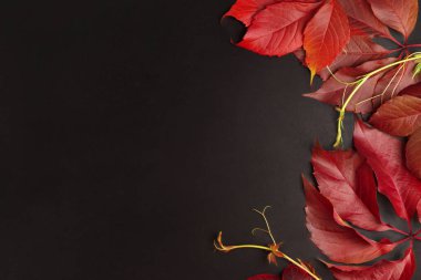Autumn background, flat layout of red autumn grape leaves, top view on a dark background