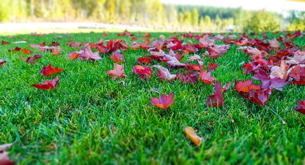 Autumn Background Red Maple Leaves Lie Grass —  Fotos de Stock