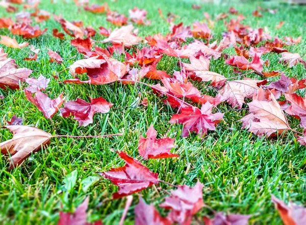 Autumn Background Red Maple Leaves Lie Grass — Fotografia de Stock