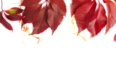 Autumn background, flat layout of red autumn grape leaves, top view isolated on a white background