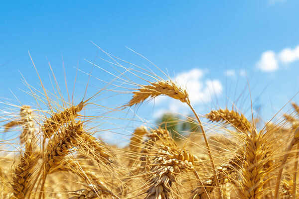 Золотое пшеничное поле и голубое небо. Поле для посевов. Селективный фокус.