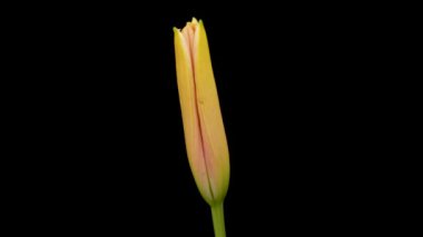 Beautiful flowers day lily opening. Blooming of lily flowers on black background. Timelapse