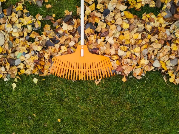 Montón Hojas Otoño Con Rastrillo Ventilador Césped —  Fotos de Stock