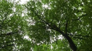 Dalgalanan rüzgarın yemyeşil ağaçlarının dipteki manzarası