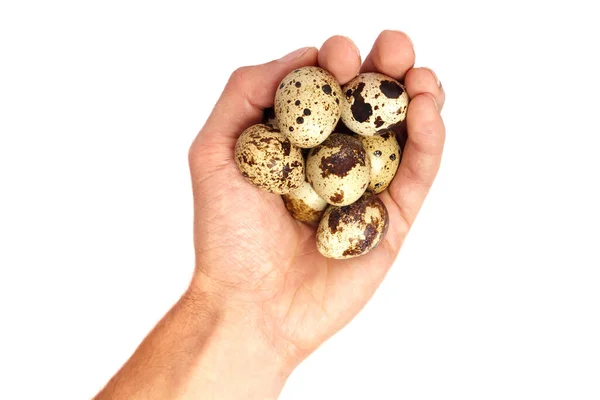 Man Holding Small Quail Eggs — Stock Photo, Image