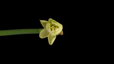 Time-lapse of growing white daffodils or narcissus flower, Spring daffodils blooming on black background, Vertical footage.