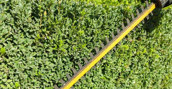 Pruning Trimming Boxwood Green Leaves Bush Texture Blurred Background Pruning — Stockfoto