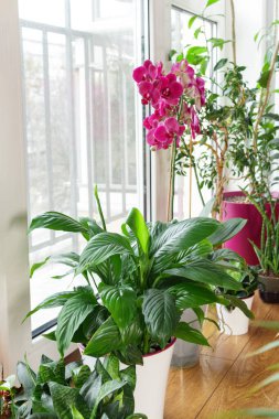 Pencere pervazında yeşil saksılı bitkiler. Evde bahçe işleri, ev hobileri konsepti.