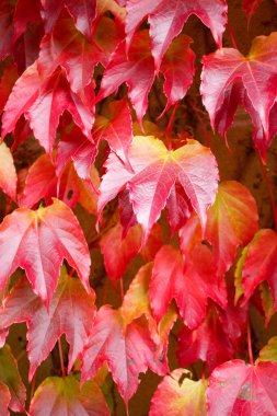 Sonbahar kırmızı yapraklı Boston sarmaşığı bir binanın dış tarafında. Seçici odak.