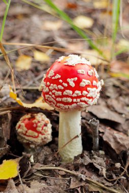 Amanita ya da Fly agaric sonbahar ormanının yapraklarında. Yaban mantarları
