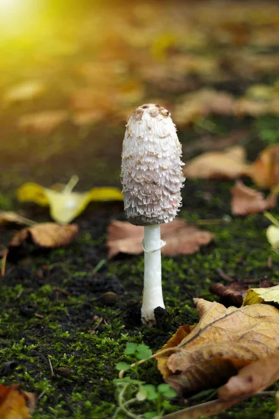 Shaggy ink cap or lawyers wig in the leaves of the autumn forest. Wild mushrooms Coprinus comatus