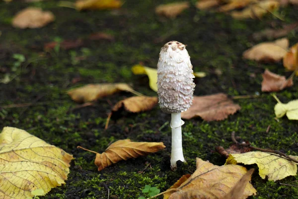 Shaggy ink cap or lawyers wig in the leaves of the autumn forest. Wild mushrooms Coprinus comatus