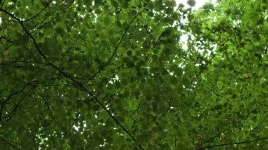 Dalgalanan rüzgarın yemyeşil ağaçlarının dipteki manzarası