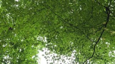 Dalgalanan rüzgarın yemyeşil ağaçlarının dipteki manzarası