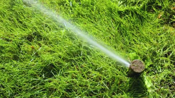 草の灌漑 庭灌漑スプリンクラー散水芝生 — ストック動画