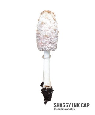 Shaggy ink cap or lawyers wig isolated on white. Wild mushrooms Coprinus comatus