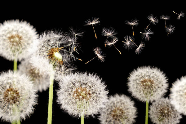 Dandelion with seeds blowing away in the wind across on black background