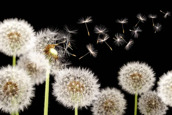 Dandelion Seeds Blowing Away Wind Black Background — Stok fotoğraf