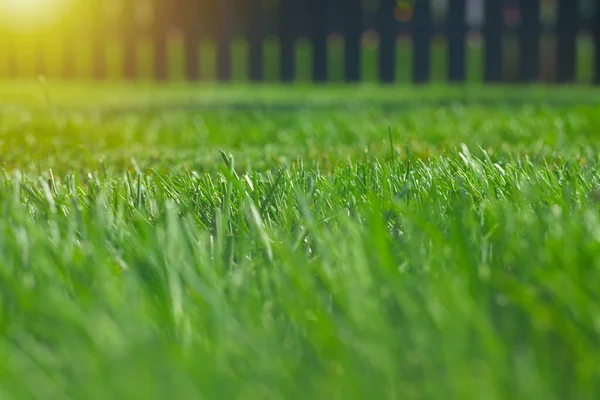 Close Green Lawn Sunny Day Selective Focus — Stock Photo, Image