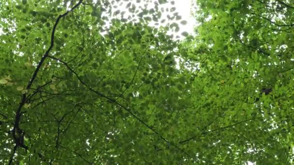 Vue Bas Vers Haut Feuillage Vert Luxuriant Des Arbres Signe — Video