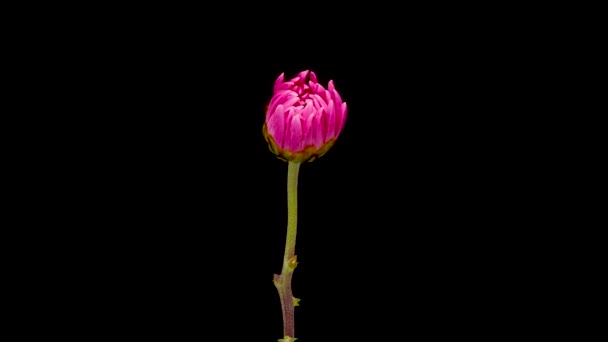 Time Lapse Growing Pink Chrysanthemum Chrysanths Flower Inglés Flor Primavera — Vídeo de stock