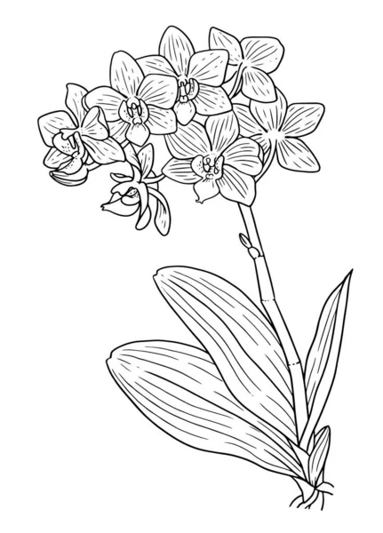 Orchidée Exotique Fleur Plante Maison Livre Coloriage Vectoriel Pour Adultes — Image vectorielle