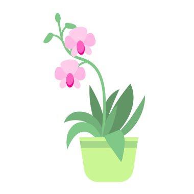 Vector illustration of home plant in a pot, pink orchid