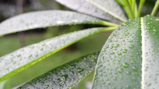 Yapraklarında Yağmur Damlaları Olan Yeşil Yaprak Yağmur Mevsiminin Rutubetini Gösteriyor — Stok video