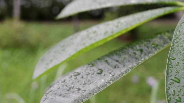 Πράσινο Φύλλο Σταγόνες Βροχής Στα Φύλλα Που Δείχνουν Την Υγρασία — Αρχείο Βίντεο