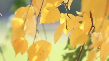 Huş ağacındaki altın dal rüzgarla sallanıyor, yakın çekim. Parlak güneşli bir sonbahar günü.