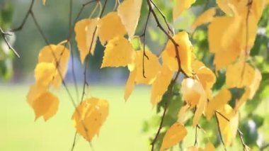 Huş ağacındaki altın dal rüzgarla sallanıyor, yakın çekim. Parlak güneşli bir sonbahar günü.