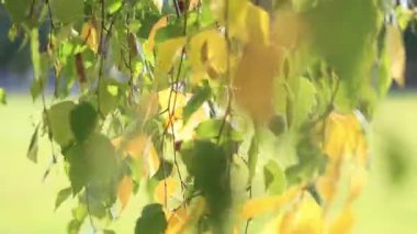 Huş ağacındaki altın dal rüzgarla sallanıyor, yakın çekim. Parlak güneşli bir sonbahar günü.