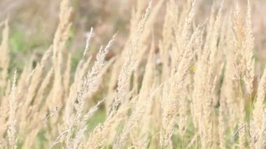 Kuru çim tarlası rüzgarla savruluyor sonbaharın başlarında, kapalı gündüz manzarası