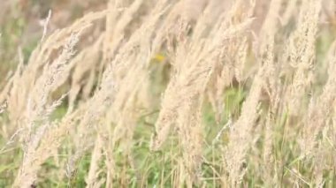 Kuru çim tarlası rüzgarla savruluyor sonbaharın başlarında, kapalı gündüz manzarası