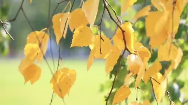 Золота гілка на березовому дереві пливе з вітром, крупним планом. Яскравий сонячний осінній день . — стокове відео