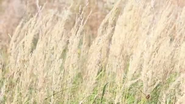 Campo de grama seca balançando com o vento no início do outono, vista do dia close-up — Vídeo de Stock
