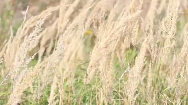 Champ d'herbe sèche se balançant avec le vent au début de l'automne, vue rapprochée de la journée