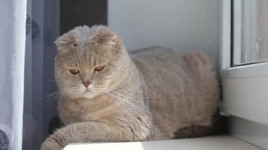 Sevimli, meraklı bir İskoç kedisi. Evde, pencerenin yanında dinleniyor, yakın plan portresi.